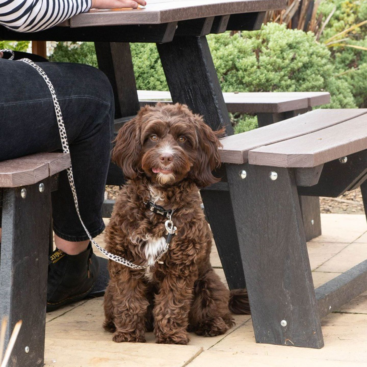 Your local dog friendly pub in Washington